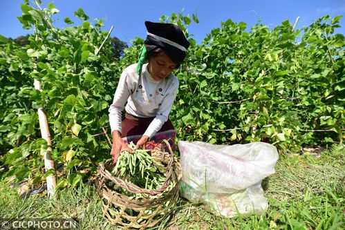 丹寨種植基地助力增收，畜產(chǎn)品貿(mào)易鋪就鄉(xiāng)村振興路